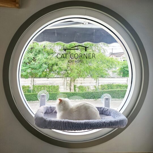 แมวสีขาว นั่งบนเบาะติดกับกระจกในห้อง VIP ของโรงแรมแมว Cat Corner Cat Hotel Phuket