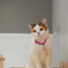 แมวปีนของเล่นที่โรงแรมแมว Cat Corner Cat Hotel Phuket