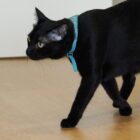 Black cat walk in Common Area Cat Corner Cat Hotel