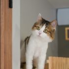 Cat playing with feather toy in a clean cat hotel room