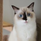 แมวนั่งอยู่ที่โซนเล่น ของโรงแรมแมว แคทคอร์เนอร์ ภูเก็ต