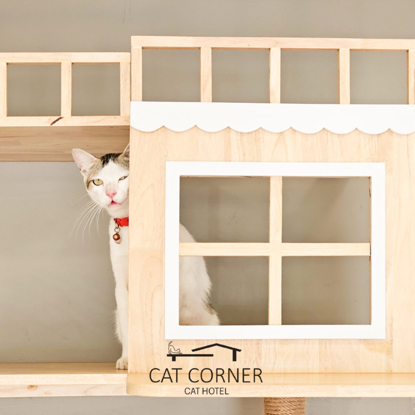 พื้นที่ส่วนกลางในโรงแรมแมว Cat Corner สะอาดและปลอดภัย