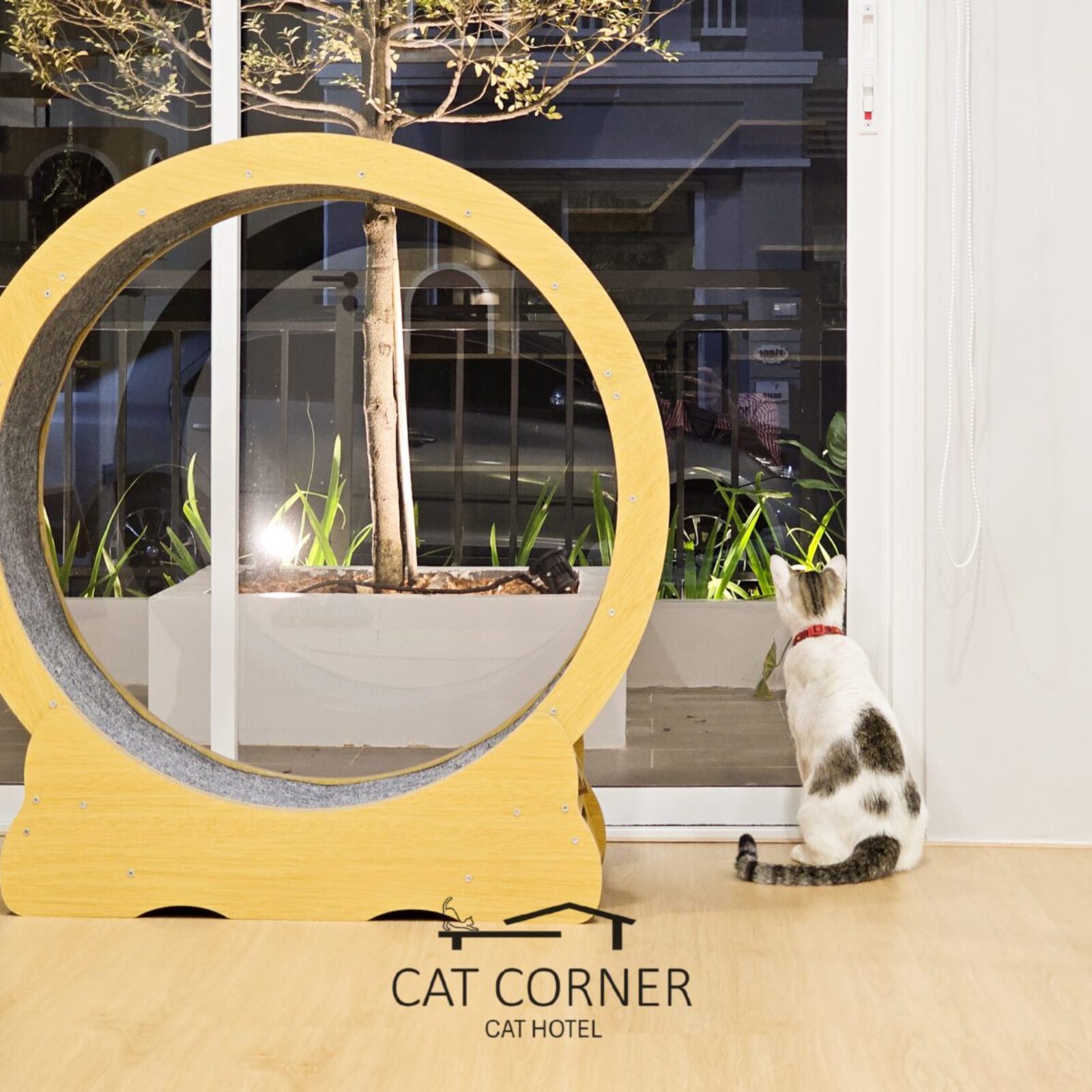 แมวนั่งมองวิวผ่านกระจกที่พื้นที่ส่วนกลางโรงแรมแมว Cat Corner Cat Hotel Phuket