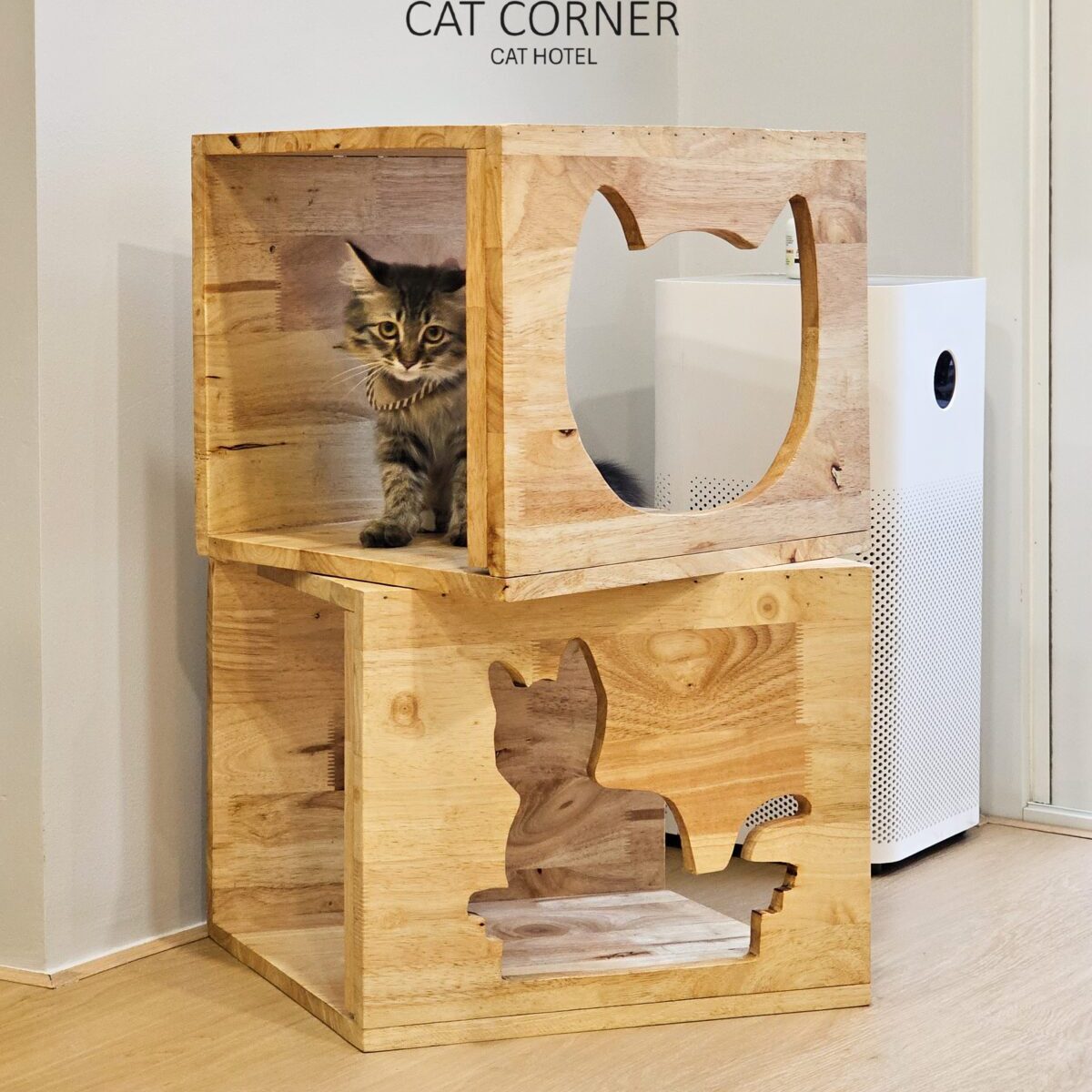Cat climbing cat tree in hotel’s communal play area