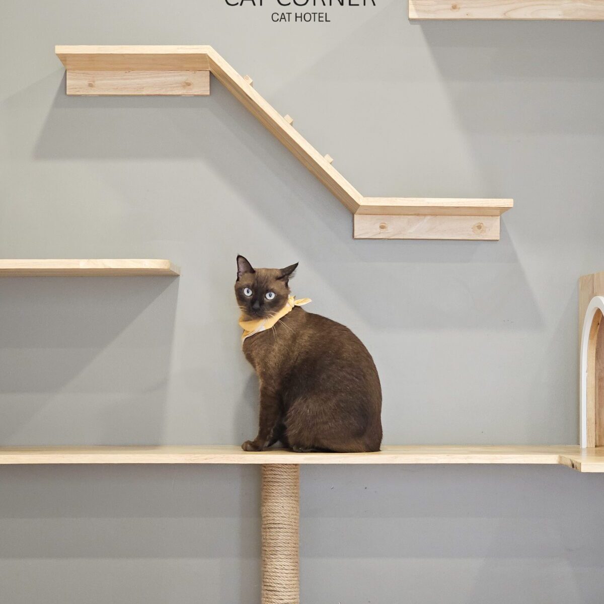 พื้นที่แมวเล่นพร้อมที่ปีนและของเล่นหลากหลายที่ Cat Corner Cat Hotel Phuket