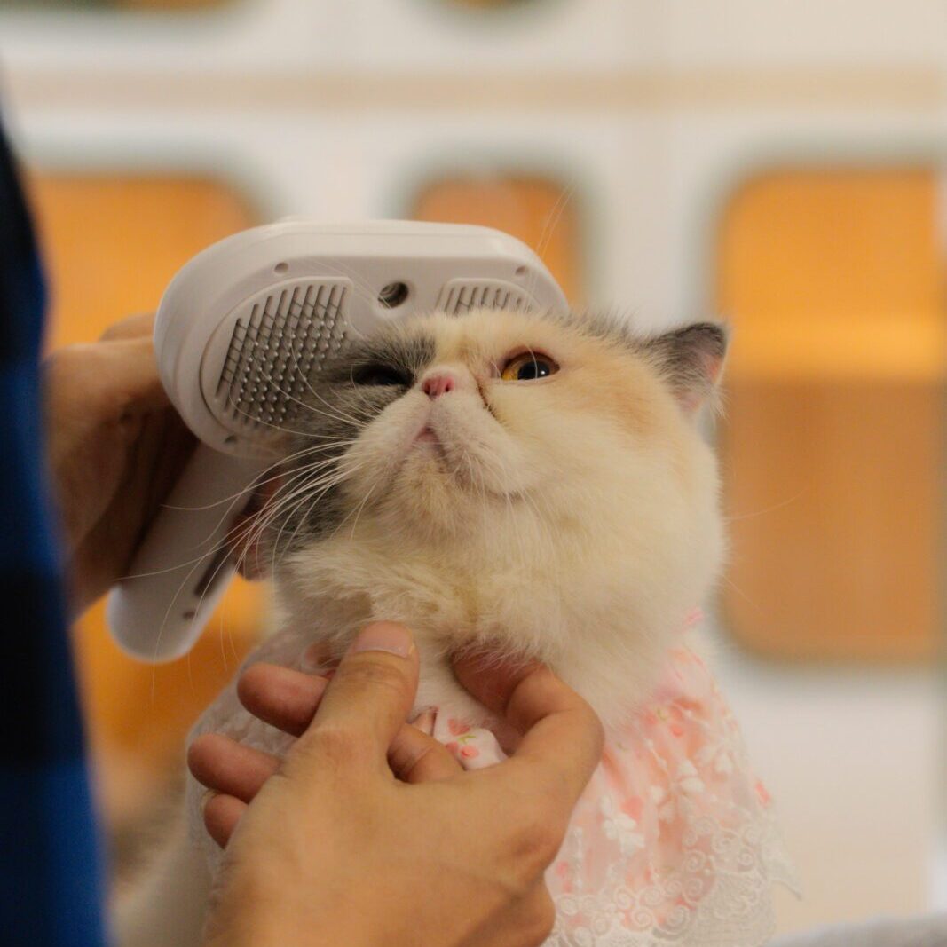 เจ้าของโรงแรมแมวเล่นกับแมวในห้องส่วนกลาง ที่ Cat Corner Cat Hotel Phuket