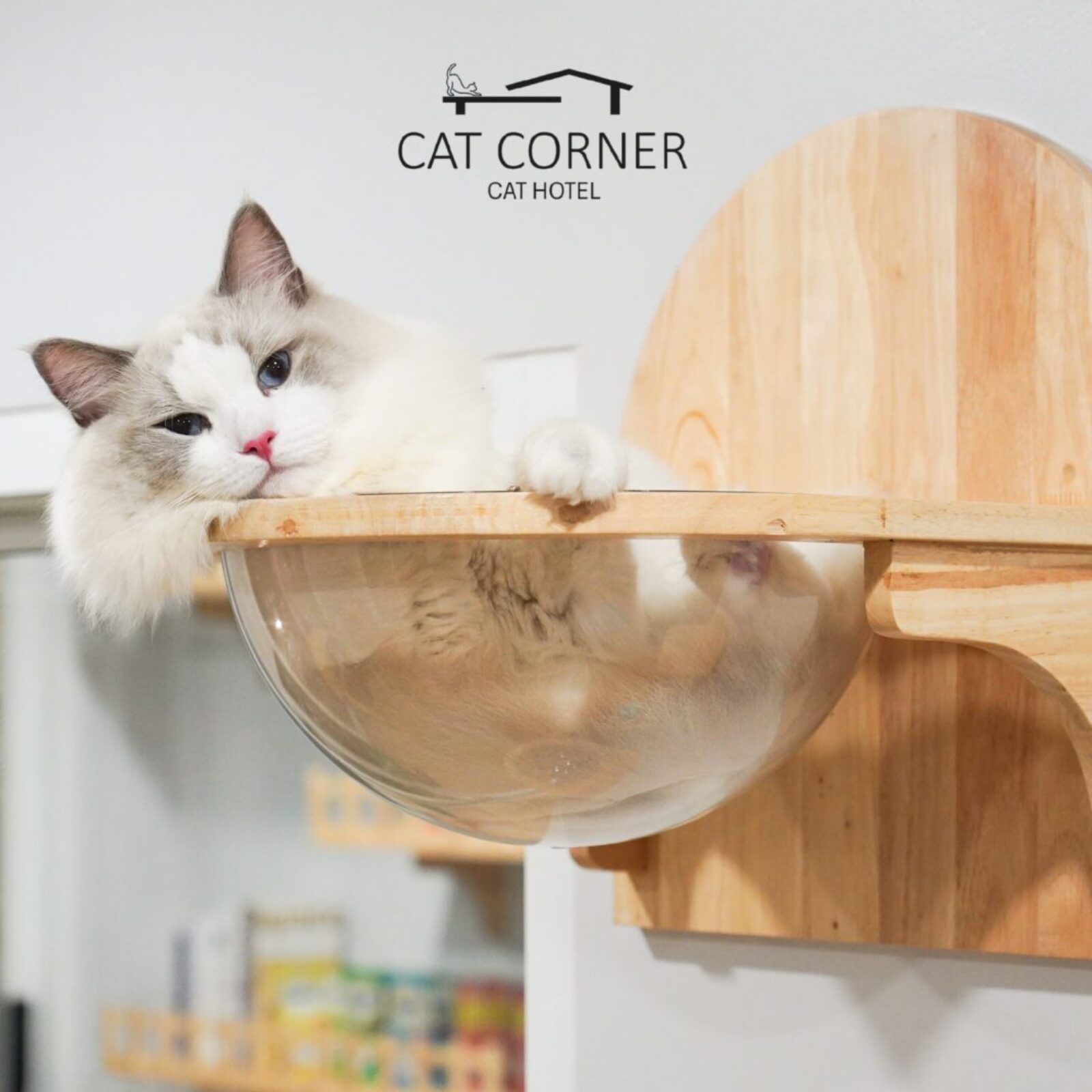 White cat sleeping comfortably on soft bed at a modern cat hotel