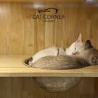 แมว 2 ตัวนอนในห้องขนาด M ของโรงแรมแมว Cat Corner Cat Hotel Phuket