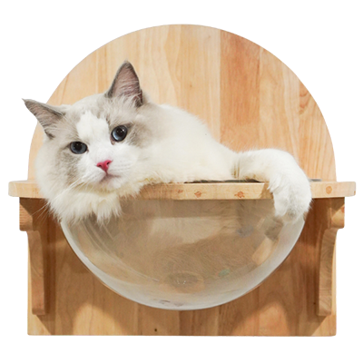 แมวสีขาวขนฟู นอนในหลุมแก้ว บริเวณโซนเล่น ของโรงแรมแมว Cat Corner Cat Hotel Phuket
