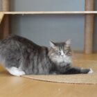 แมวตัวสีเทากำลังบิดขี้เกียจในบริเวณส่วนกลางของโรงแรมแมว Cat Corner Cat Hotel Phuket