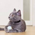 แมวสีเทากอดลูกบอล ในโซนเล่นของโรงแรมแมว Cat Corner Cat Hotel Phuket