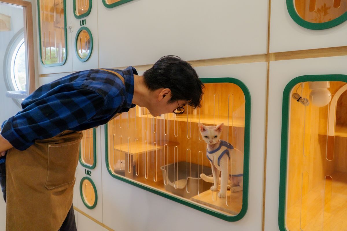 พนักงานกำลังเล่นกับแมว ที่พักใน Cat Corner Cat Hotel Phuket พนักงานกำลังเล่นกับแมว ที่พักใน Cat Corner Cat Hotel Phuket