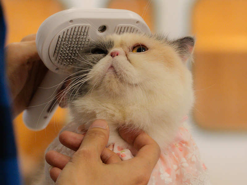 เจ้าหน้าที่กำลังแปรงขน น้องแมวตัวอ้วนขนฟู