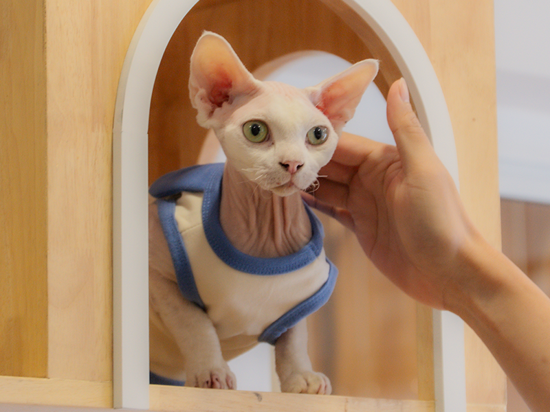 แมวสีขาวขนสั้นในชั้นปีนป่ายของ Cat Corner Cat Hotel Phuket